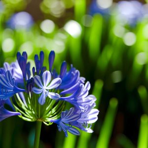 Agapanthe : vos conseils pour un jardin éblouissant