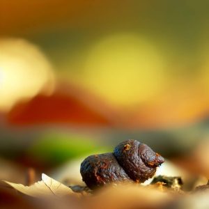 Crotte de fouine : comment les identifier et agir ?