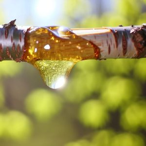 Danger sève de bouleau : ce qu'il faut vraiment savoir