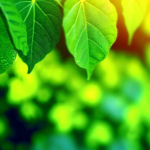 Découvrez damaclea : le secret pour votre bien-être