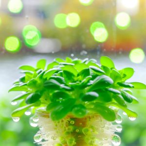 Engrais hydroponique maison : la recette miracle ?
