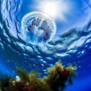 Fausse méduse méditerranée : un mystère à percer !