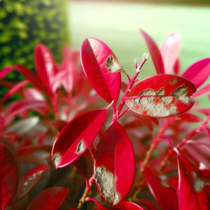 Inconvénients du photinia : ce qu'il faut éviter !