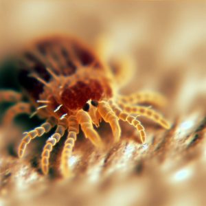 Mites de poussière : comment les éliminer efficacement ?