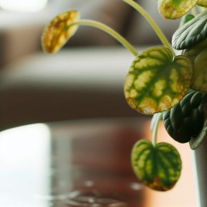 Pilea qui ne pousse pas : 5 erreurs à éviter