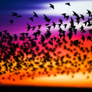 Quand partent les étourneaux : secrets de migration
