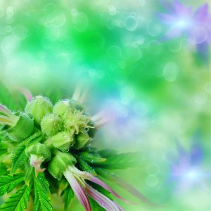Fleurs CBD Beautés: secrets pour une peau radieuse