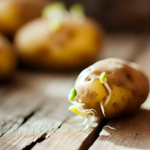 Patates germées: danger ou délice sécurisé ?