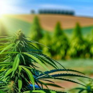 Comment se déroule la fabrication du CBD ?